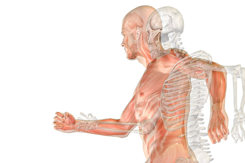 Interstitium und Faszien