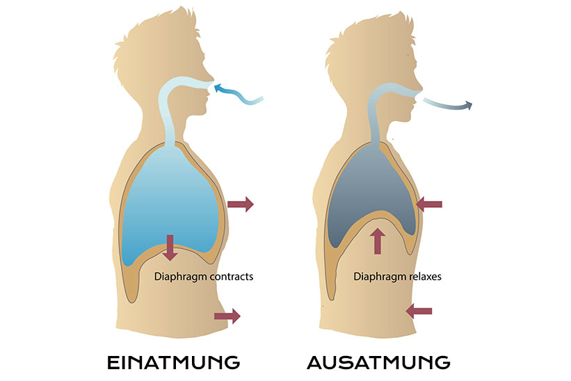 Darstellung Rippen Zwerchfell Bewegung beim Atmen